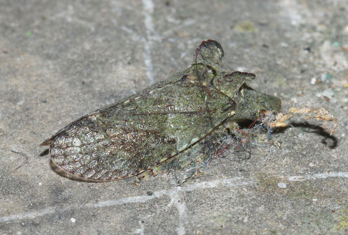 Ledra aurita - Cicadellidae Ledrinae